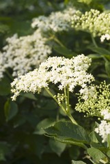 Elderflowers on the bush