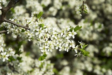 Sloe blossom