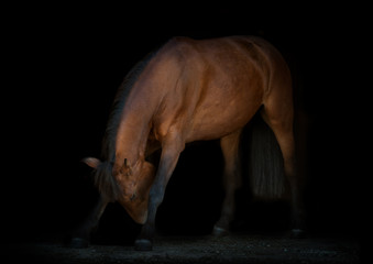 horse is making reverence, black background