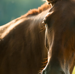 horse head detail closeup