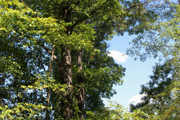 summer trees