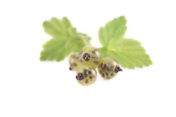 Green currant