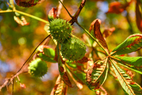 Green chestnuts growing on the tree