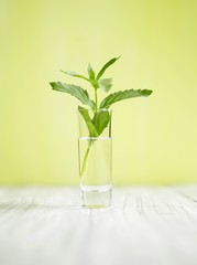 A sprig of mint in a glass of water