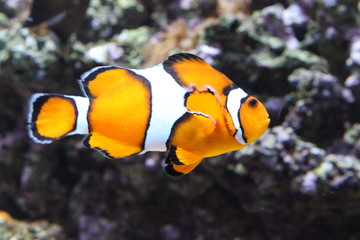 Fototapeta na wymiar Clownfish swimming in Lisbon Oceanarium