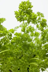 Fototapeta premium Curly parsley in pot