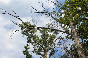 summer trees