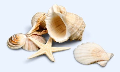 Shell.