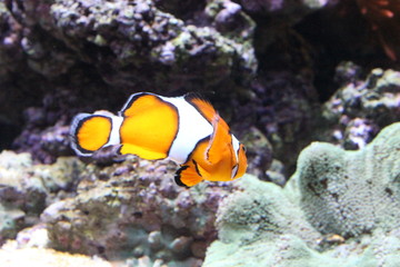 Fototapeta na wymiar Clownfish swimming in Lisbon Oceanarium