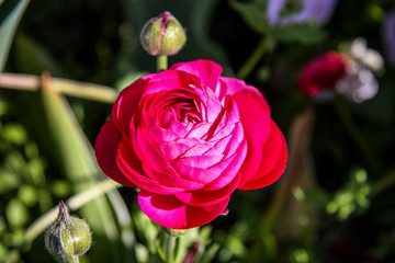 Blume und Grün