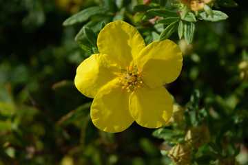 Yellow flower