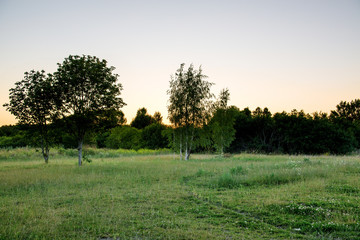 Meadow with birch trees and sunset fringe in background