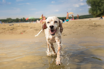Happy dog enjoy time in water