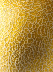 Galia melon (detail)