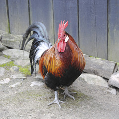 Colorful attractive cock walks in the yard