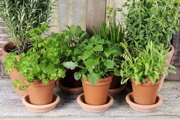 Various herbs in pots on window sill