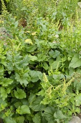 Good King Henry (Chenopodium bonus-henricus)