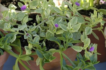 Heartleaf iceplant (Aptenia cordifolia)