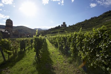 Fototapeta na wymiar Vines near Kaysersberg (Alsace, France)
