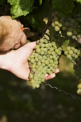 Picking Weissburgunder grapes