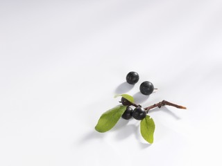 Sloes