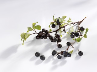 Branch of sloes