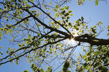 Tree branch in bright sunlight in front of a blue sky