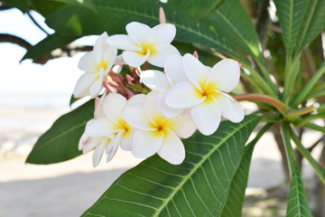 Obraz na płótnie Canvas White and yellow plumeria flowers in Thailand.