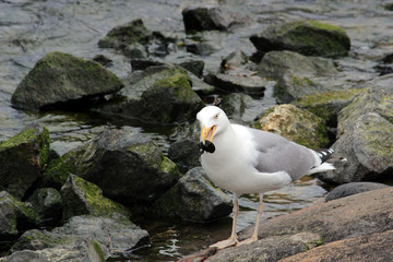 Seagull next to the water caught something in its mouth