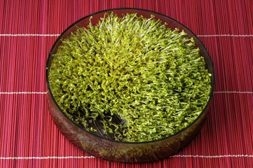 Mustard sprouts in a glass dish