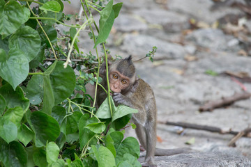 可愛いサル
