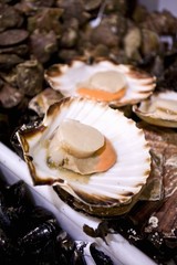 Fresh scallops at a market (Libourne, France)