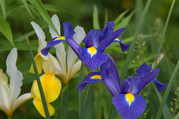 Blue Siberian Iris