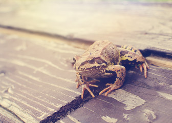 frog sitting on a wooden platform