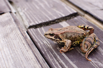 frog sitting on a wooden platform