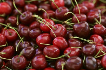 Freshly picked red cherries