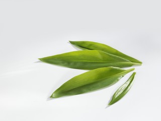 Four fresh ramsons (wild garlic) leaves
