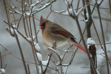 Winter Cardinal Series