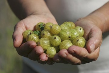 Hands full of gooseberries