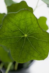 Nasturtium in flowerpot (close-up)