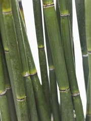 Fototapeta premium Green bamboo