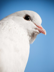 White dove