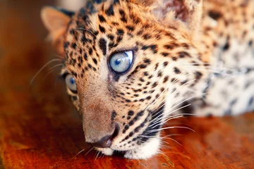 Rolgordijnen Baby leopard in Thailand © ivanmateev
