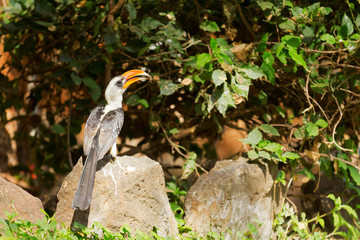 Hornbill