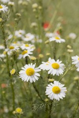 Fototapeta premium Chamomile flowers in grass