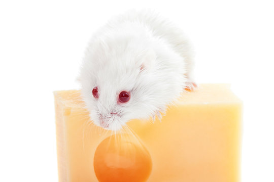 White mouse and cheese
