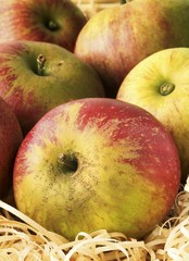 Cox's Orange Pippins