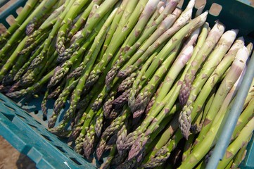 Freshly harvested green asparagus in crate (Suffolk, England)