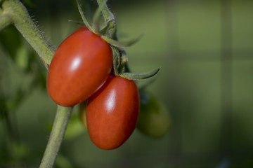 Fresh Vine Ripening Cherry Tomatoes