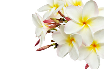 white and yellow of plumeria flowers on white background